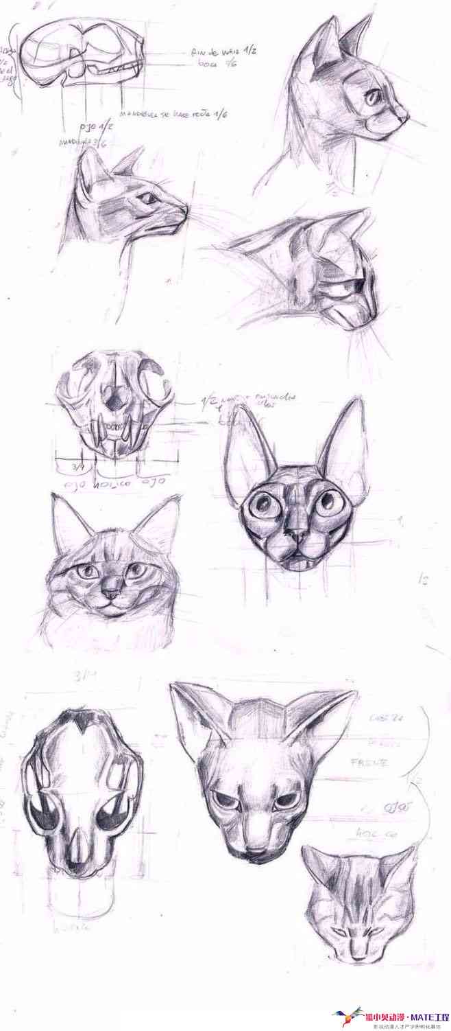 动漫风格二次元猫咪简易手绘教程