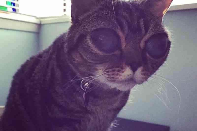 AI猫穿搭助手：全方位解析与撰写吸引眼球的穿搭文案指南
