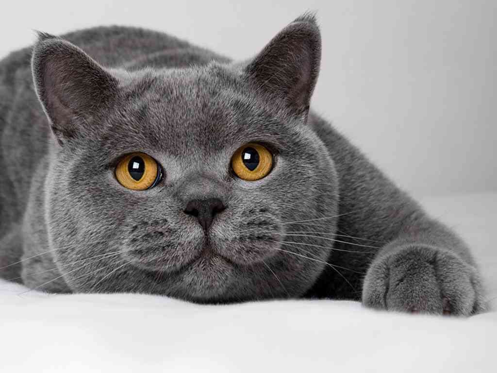 AI猫穿搭助手：全方位解析与撰写吸引眼球的穿搭文案指南
