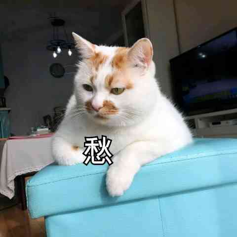 AI猫穿搭助手：全方位解析与撰写吸引眼球的穿搭文案指南