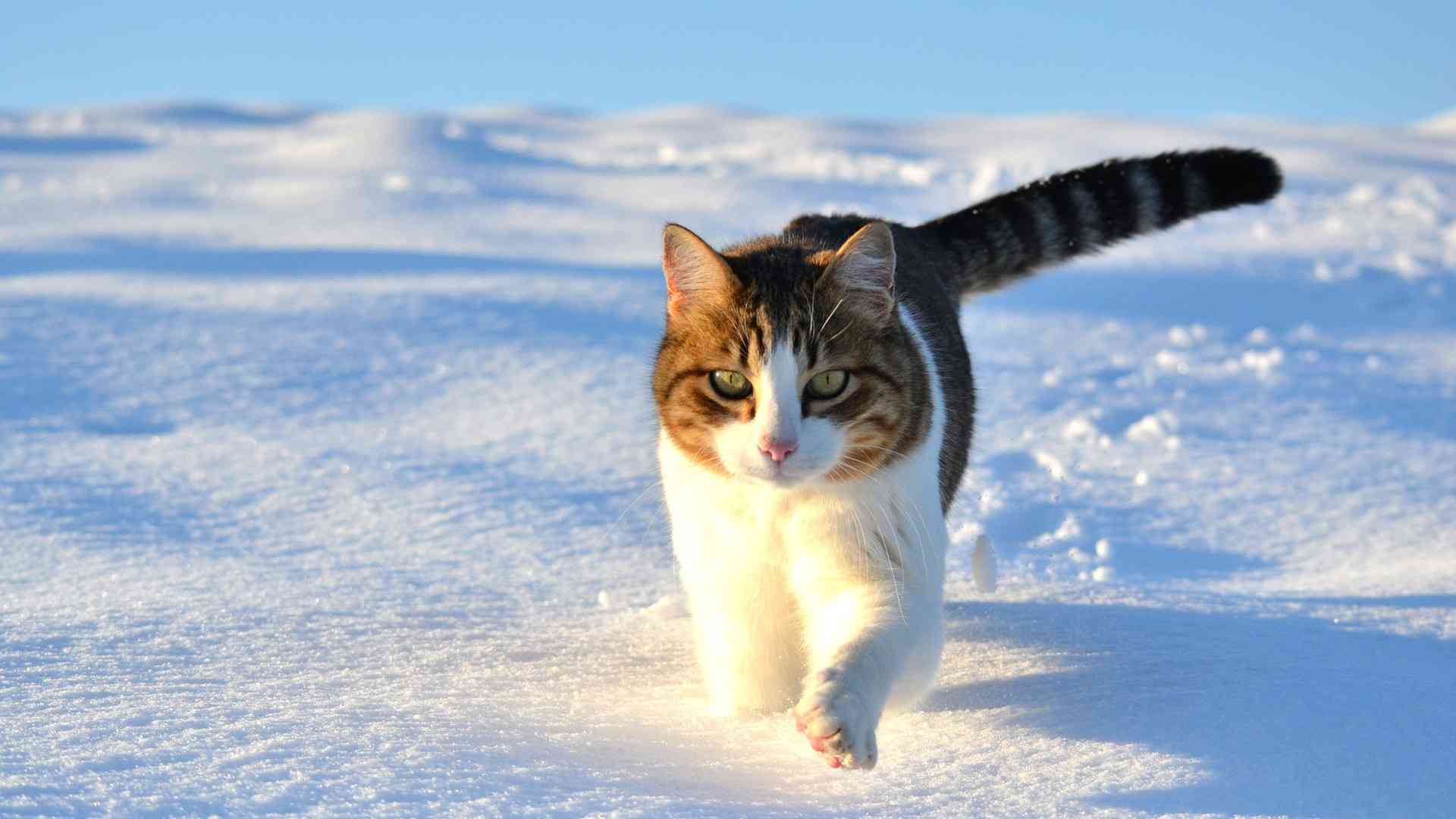 AI猫穿搭助手：全方位解析与撰写吸引眼球的穿搭文案指南