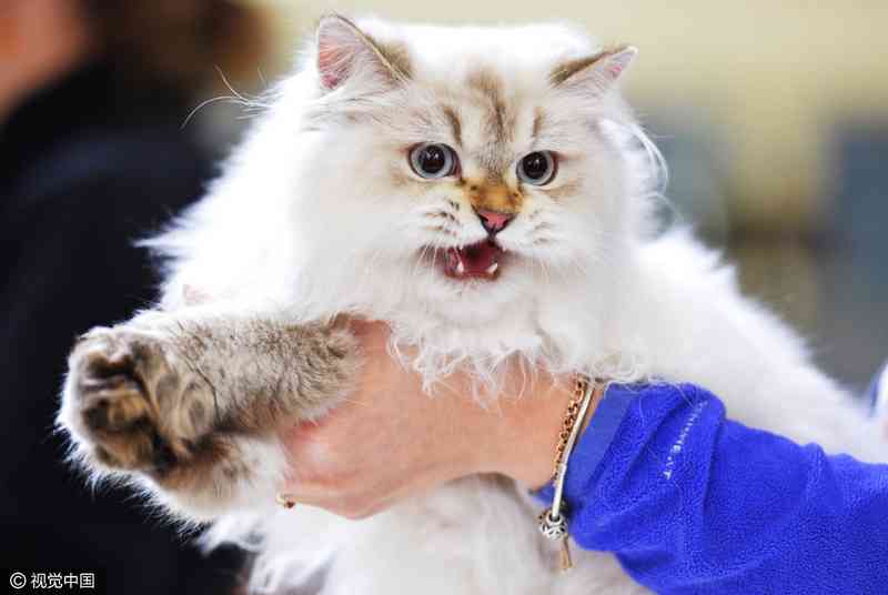 AI猫穿搭助手：全方位解析与撰写吸引眼球的穿搭文案指南
