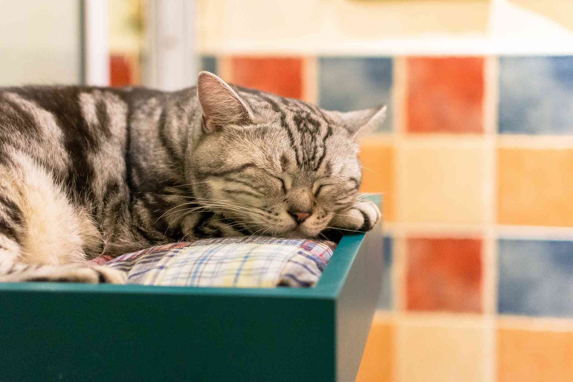AI猫穿搭助手：全方位解析与撰写吸引眼球的穿搭文案指南
