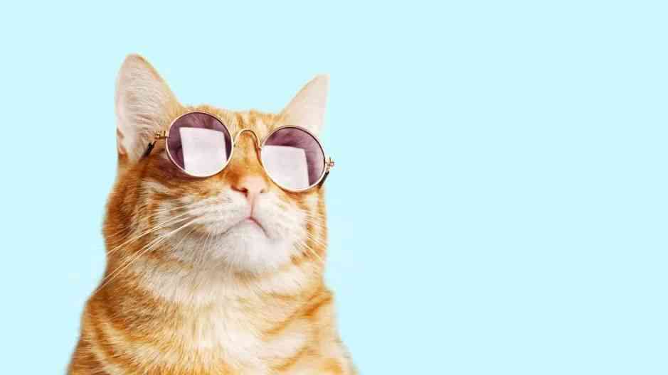 ai猫穿搭文案