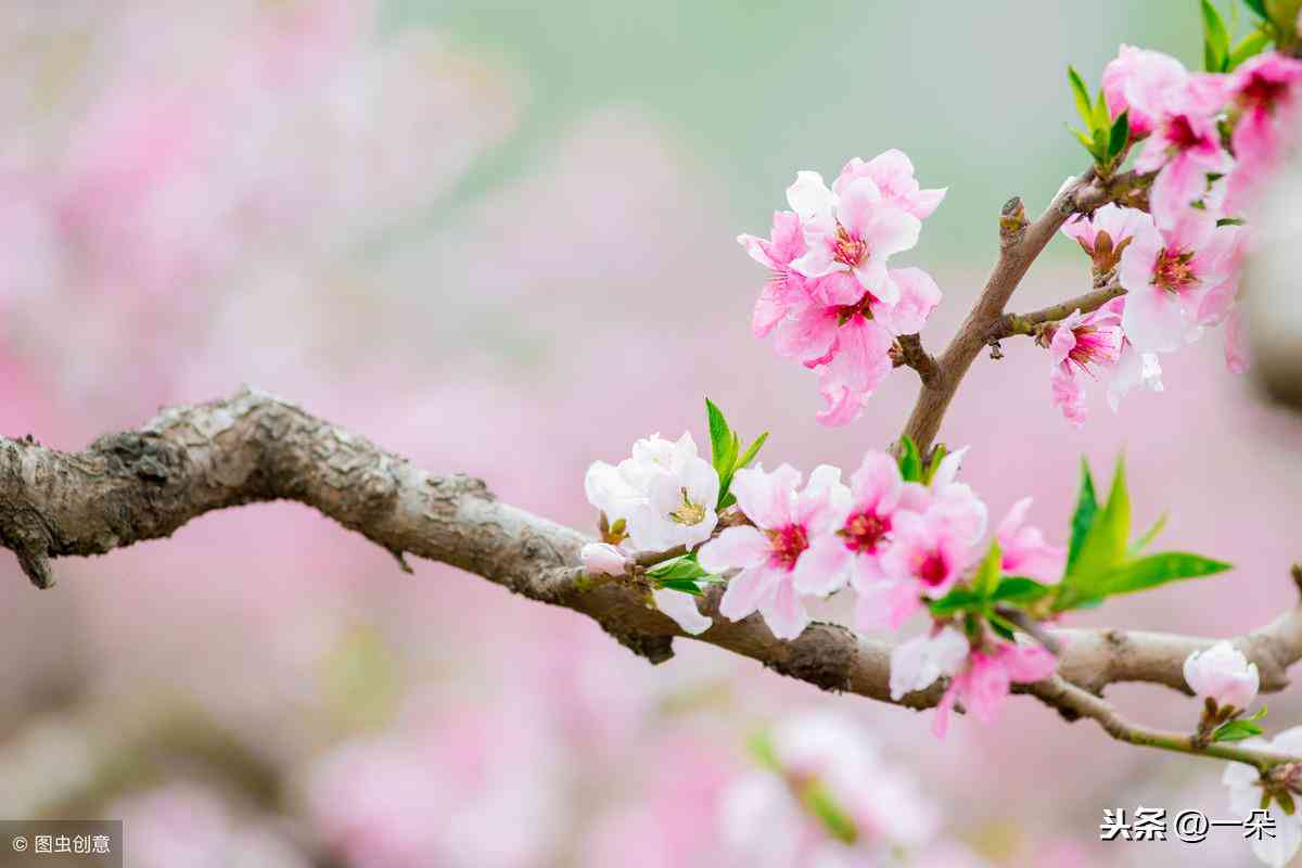妙笔生花的成语集锦：写作高手的文案秘