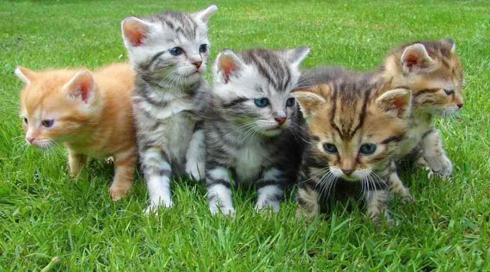 猫变脸软件叫什么：好听的名字与猫咪变脸应用推荐