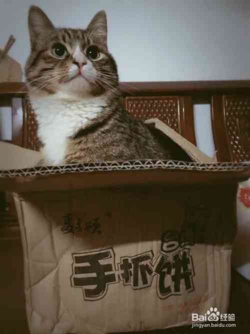 猫变脸软件叫什么：好听的名字与猫咪变脸应用推荐