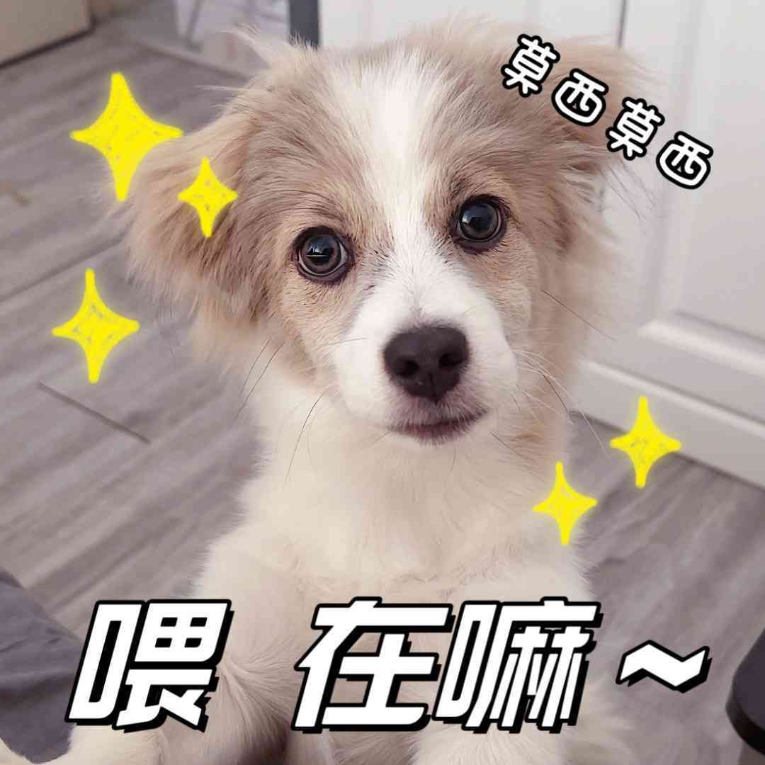 狗狗趣味表情包大     ：捕捉宠物多变表情，轻松解决你的搜索需求