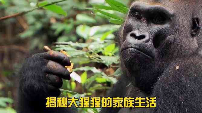 '猩猩的悄悄话：揭秘森林里的秘密社交圈'