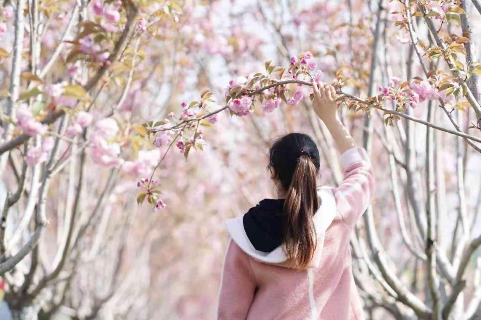 樱花节：捕捉与樱花的美妙合影攻略