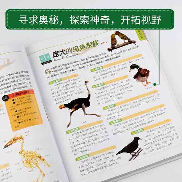 动物世界知识宝典：全面收录各类动物解说词与详细信息指南