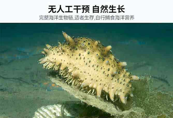 海洋珍宝海参，微信精选文案，微商必备秘