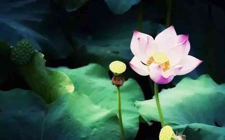 ai莲花爆款文案：大全 经典短句 说说文案汇总