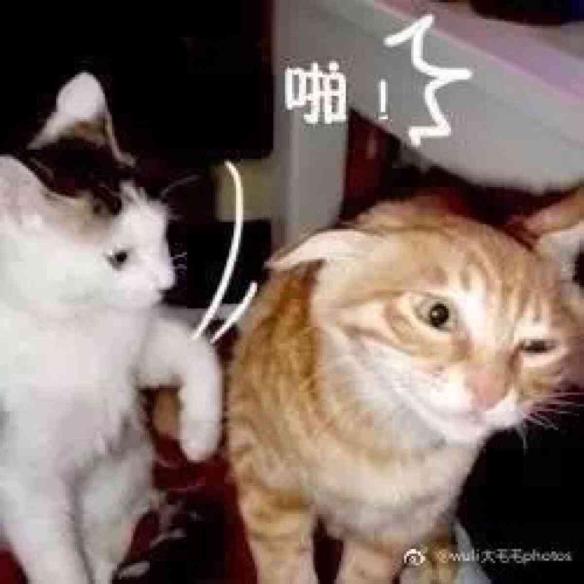 喵星文才：猫咪的创意写作之旅