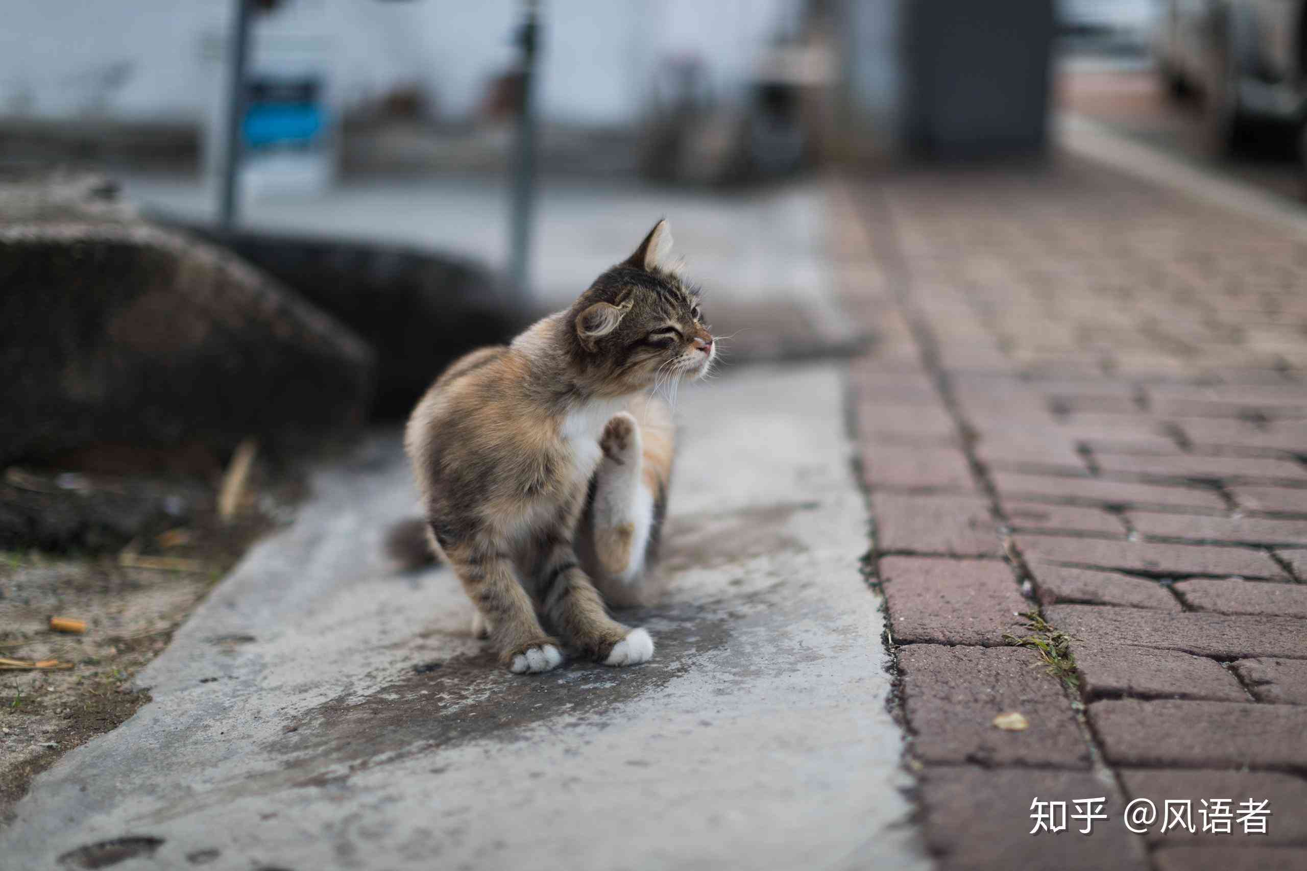 喵星文才：猫咪的创意写作之旅