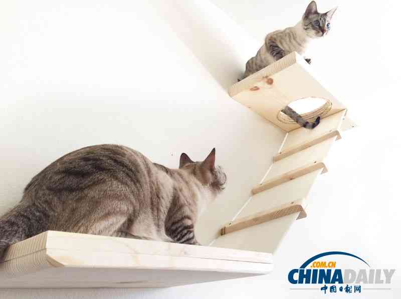 喵星文才：猫咪的创意写作之旅