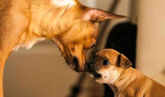 狗狗大全：幽默、教育、情感与生活点滴一站式解读