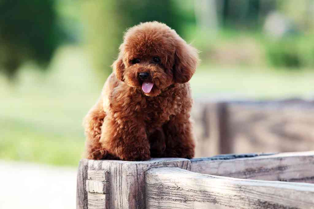 宠物犬形象创作指南：涵性格、造型与表情设计全解析