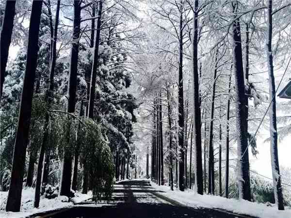 雪中幽森：树林雪景AI绘画创作关键技巧与实践