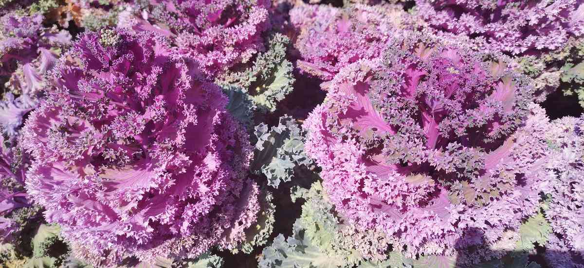 智能视界展：AI视觉识别技术在多领域应用的革新突破