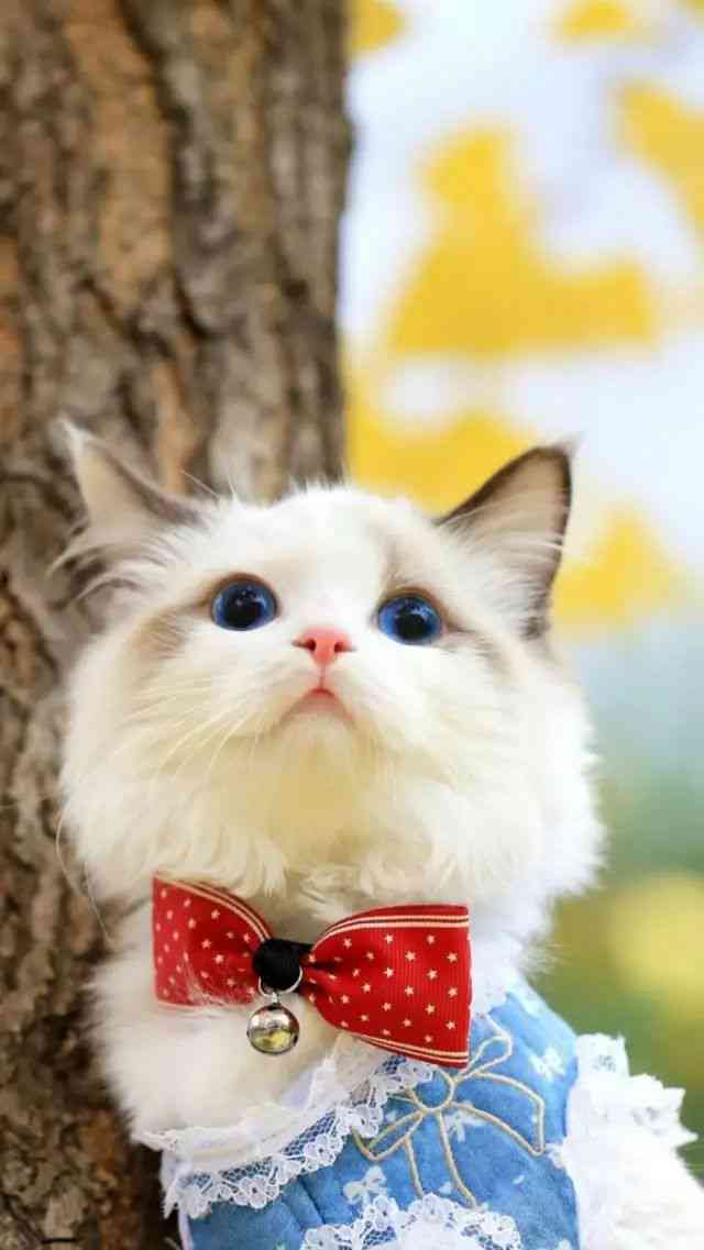 猫咪音乐奇缘：探秘猫创作的原声魅力