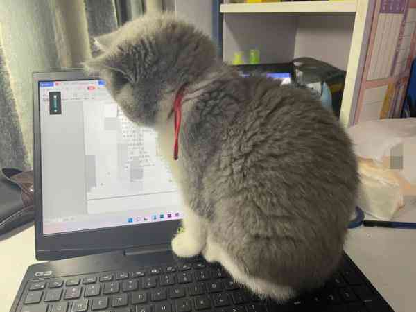 智能小猫AI：全方位辅助论文写作与优化工具套装