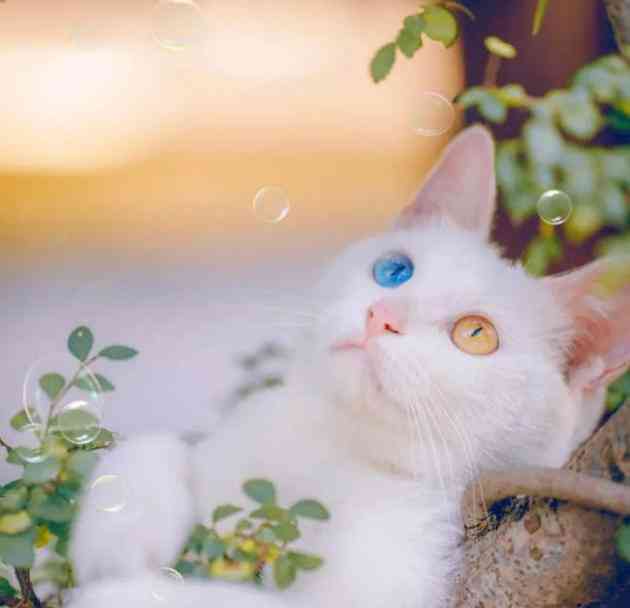 关于可爱猫咪的文案：短句、简短句子、小猫咪精选汇编
