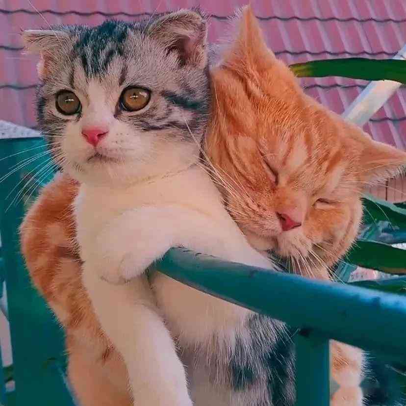关于可爱猫咪的文案：短句、简短句子、小猫咪精选汇编