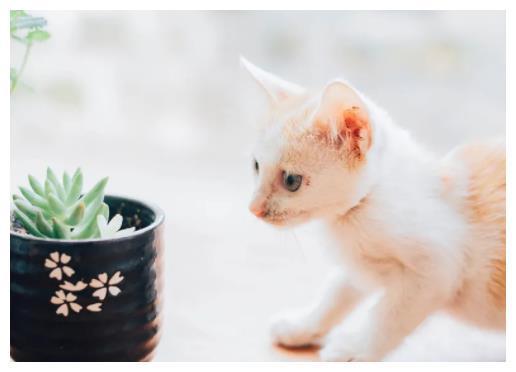 关于可爱猫咪的文案：短句、简短句子、小猫咪精选汇编