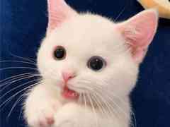 关于可爱猫咪的文案：短句、简短句子、小猫咪精选汇编
