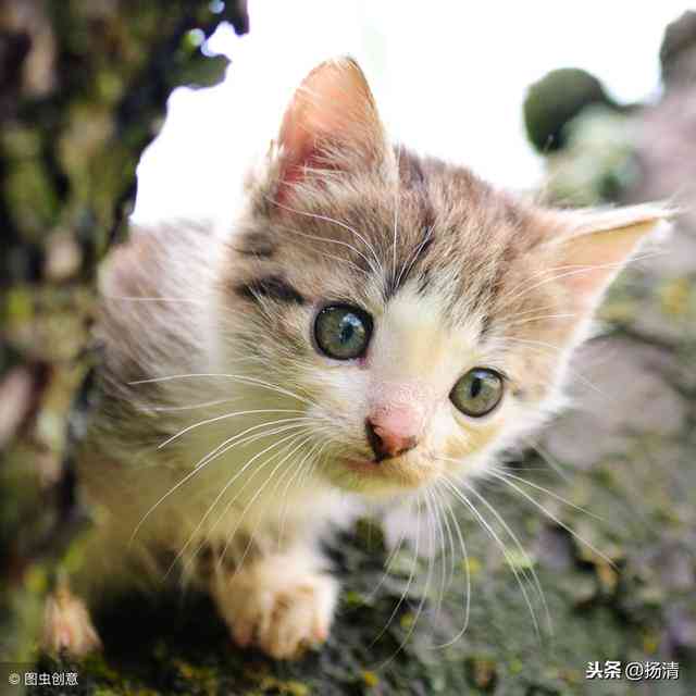 关于可爱猫咪的文案：短句、简短句子、小猫咪精选汇编