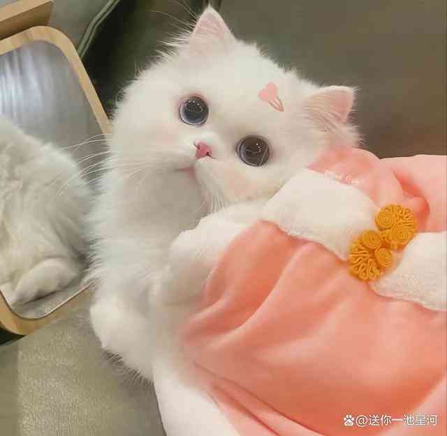 关于可爱猫咪的文案：短句、简短句子、小猫咪精选汇编