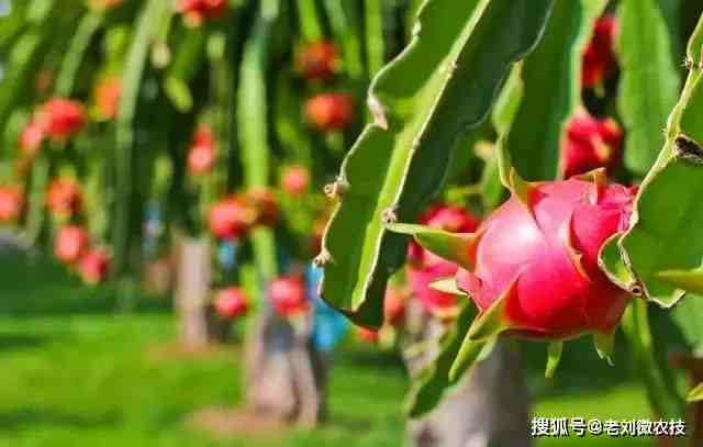 全面解析火龙果：种植、营养、食谱与日常应用指南