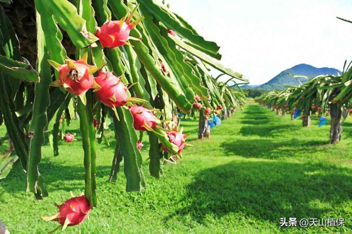 全面解析火龙果：种植、营养、食谱与日常应用指南