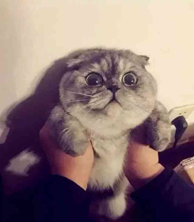 全面收录：二次元猫咪表情包大     ，满足你所有猫咪表情需求