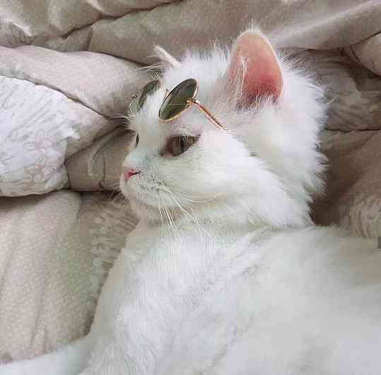 全面收录：二次元猫咪表情包大     ，满足你所有猫咪表情需求