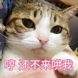 全面收录：二次元猫咪表情包大     ，满足你所有猫咪表情需求