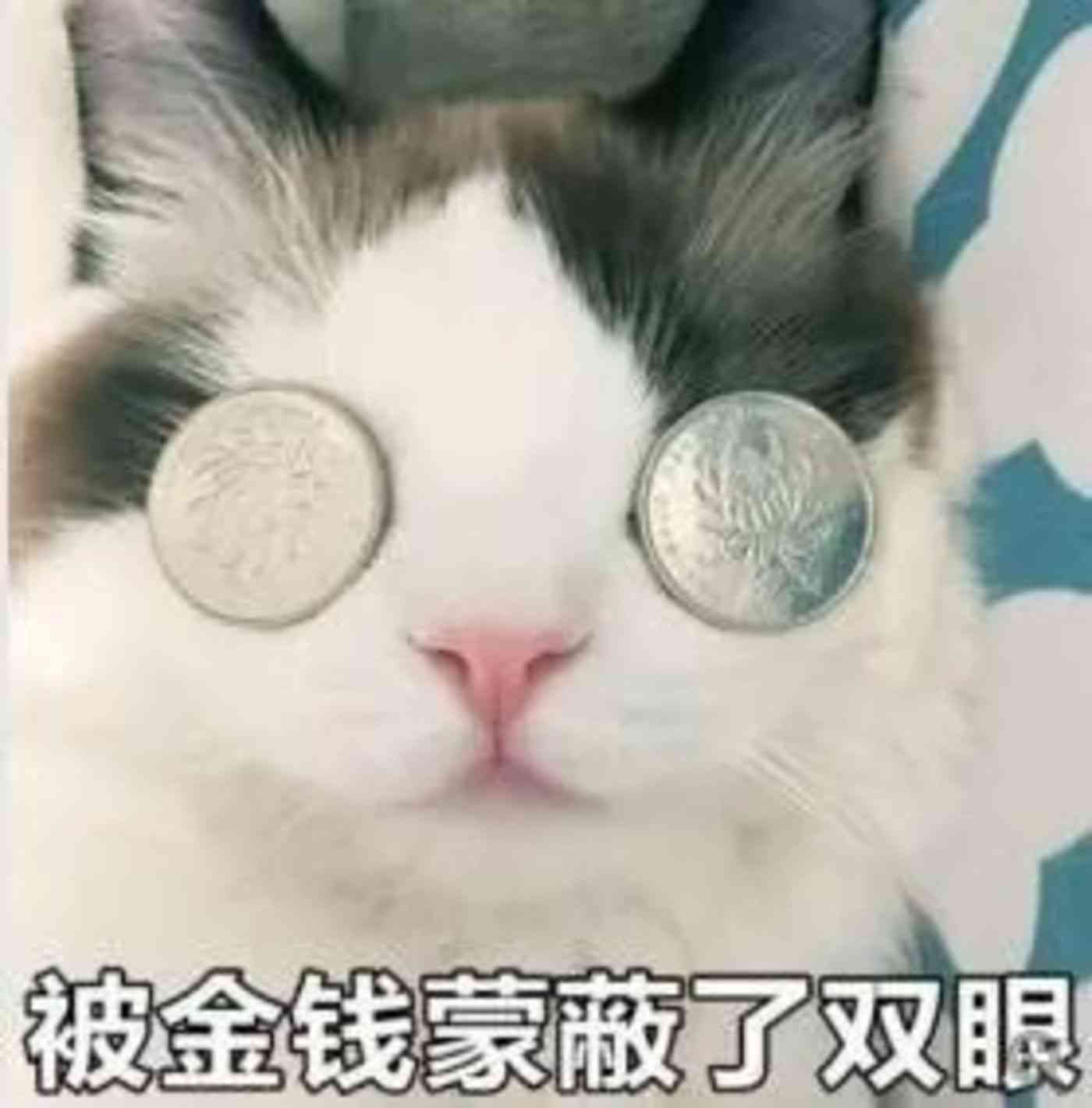 全面收录：二次元猫咪表情包大     ，满足你所有猫咪表情需求