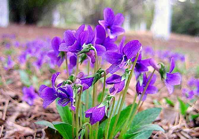 紫花地丁：探秘其美丽传说、种植技巧与养护要点
