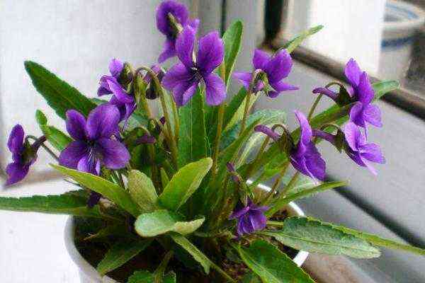 紫花地丁：探秘其美丽传说、种植技巧与养护要点