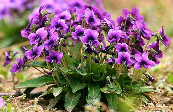 紫花地丁：探秘其美丽传说、种植技巧与养护要点