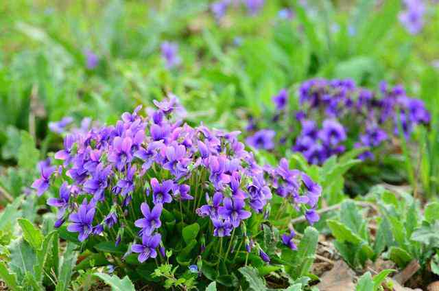 紫花地丁：探秘其美丽传说、种植技巧与养护要点