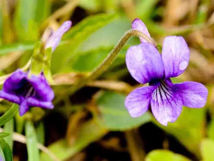 紫花地丁：探秘其美丽传说、种植技巧与养护要点