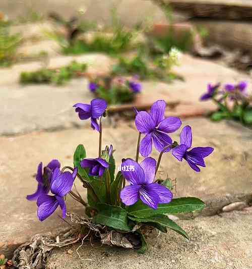 紫花地丁花语：含义、来源与文案汇编