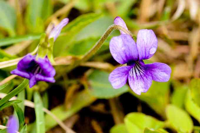 紫花地丁花语：含义、来源与文案汇编