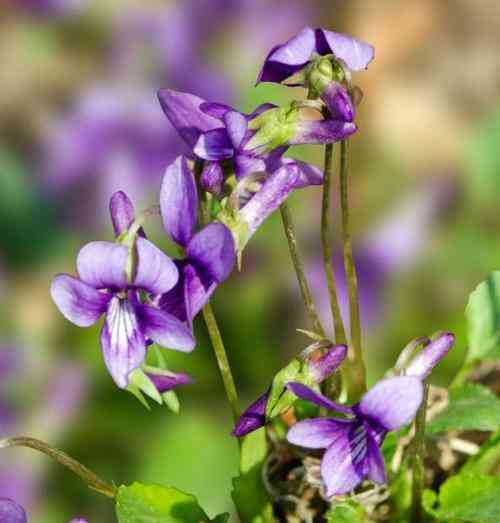 紫花地丁花语：含义、来源与文案汇编