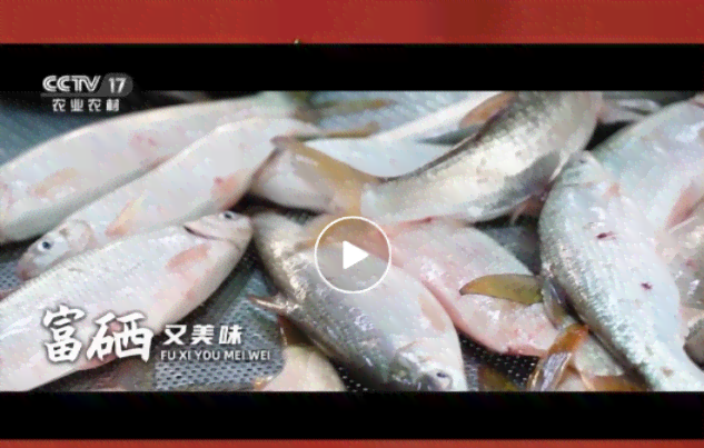 小黄鱼书名叫什么：好听的名字与全名揭秘