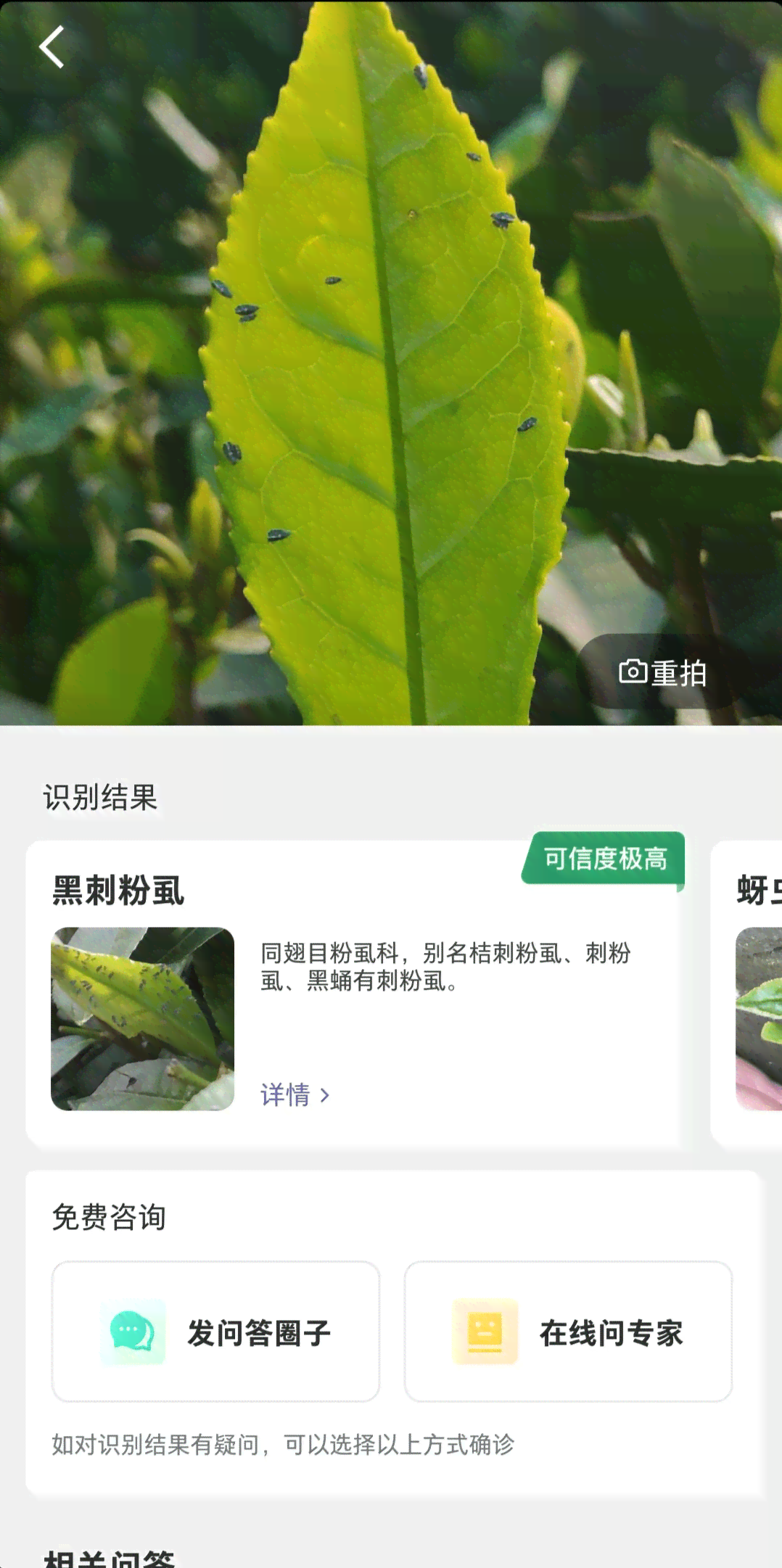 AI识别植物病虫害及模糊文字，助力精准识别病虫害与古文献