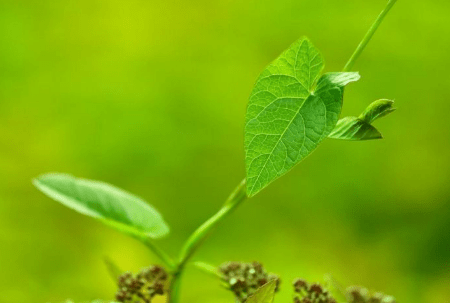 AI识别植物病虫害及模糊文字，助力精准识别病虫害与古文献