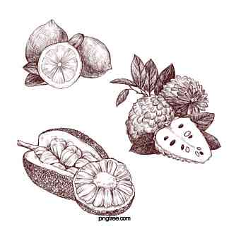 水果插画设计说明：创意线稿与设计模板范文汇编
